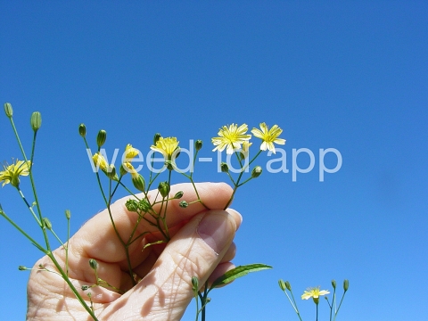 nipplewort